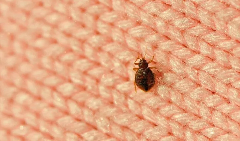 disinfestazione cimici da letto Labico
