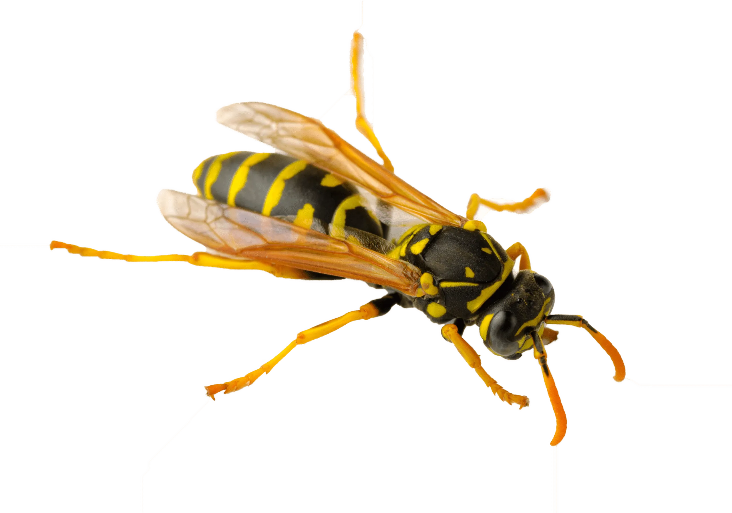 disinfestazione vespe