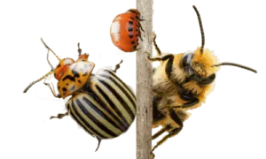 Coleottero della patata, coccinella e ape su un ramo