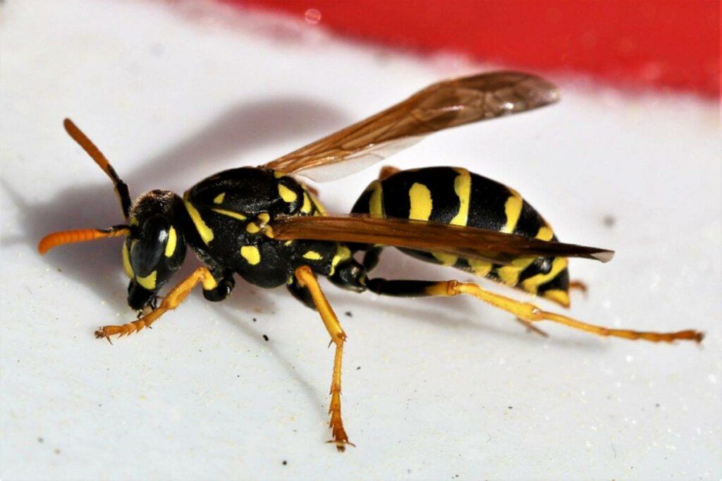 disinfestazione vespe Nazzano