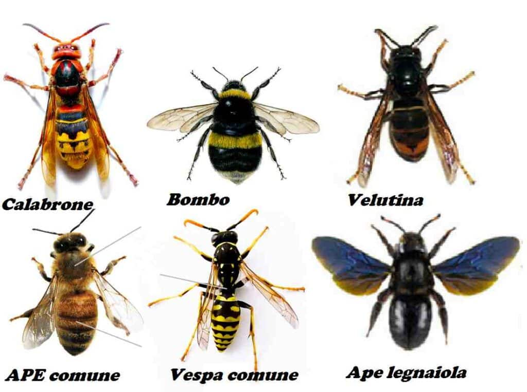 disinfestazione vespe Artena